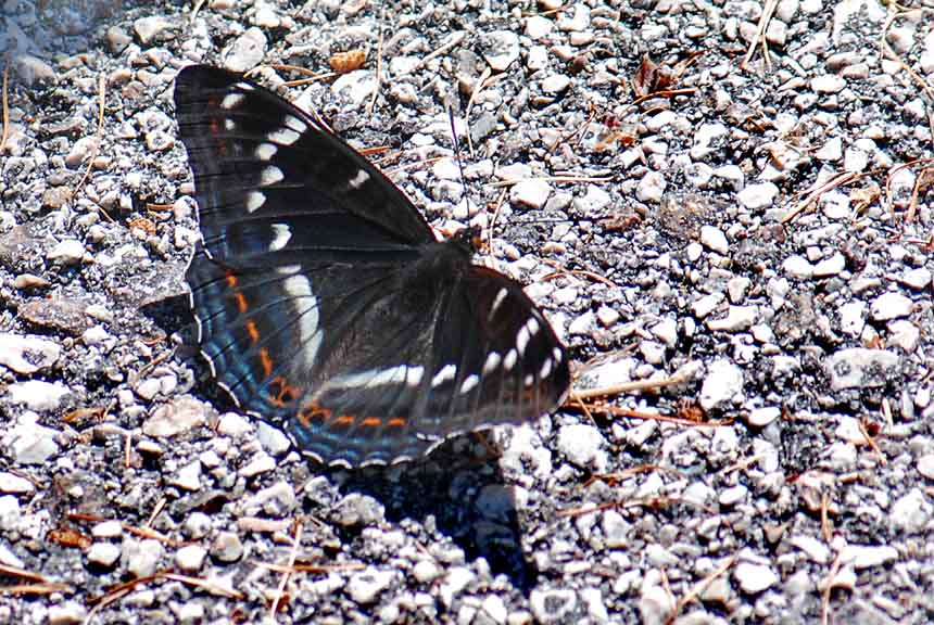 Limenitis populi